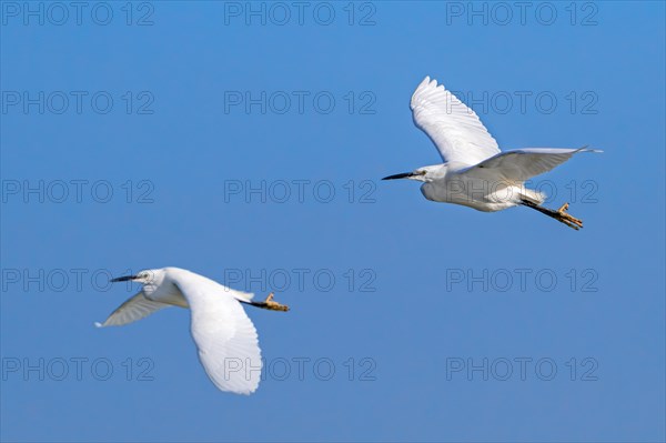 Two little egrets (Egretta garzetta) in flight against blue sky along the North Sea coast in late