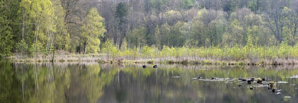 Lake Albertsee in the morning light, swampy sinkhole lake in Frauenseer Forst, Marksuhl, Thuringia,