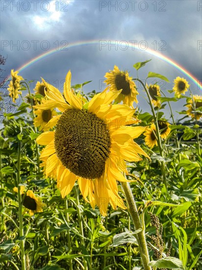 Common sunflower (Helianthus annuus) standing on sunflower field, in the background dark clouds