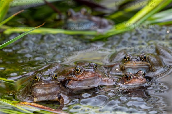 Five European common frogs, brown frogs, grass frog (Rana temporaria) on eggs, frogspawn in pond