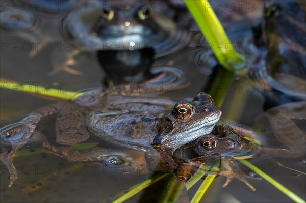 European common brown frogs, grass frog (Rana temporaria) pair in amplexus among aquatic plants in