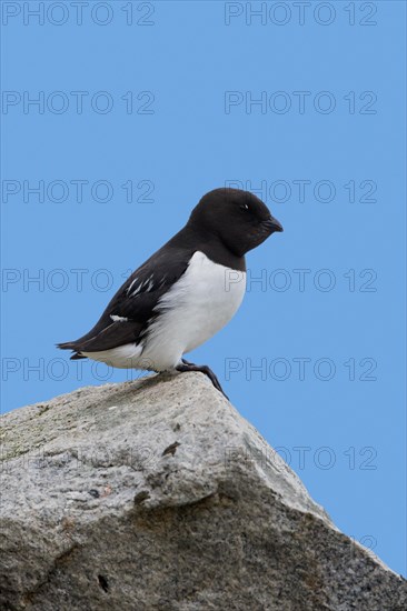 Little auk, dovekie (Alle alle) perched on rock along the Arctic Ocean, Svalbard, Spitsbergen,
