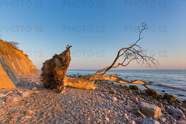 Dead tree on beach at Brodtener Ufer, Brodten Steilufer, cliff in the Bay of Luebeck along the