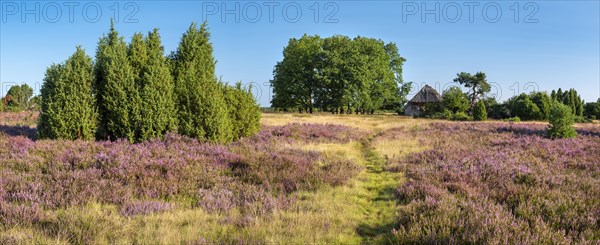 Typical heath landscape with old sheepfold, hiking trail, juniper and flowering heather, Lueneburg
