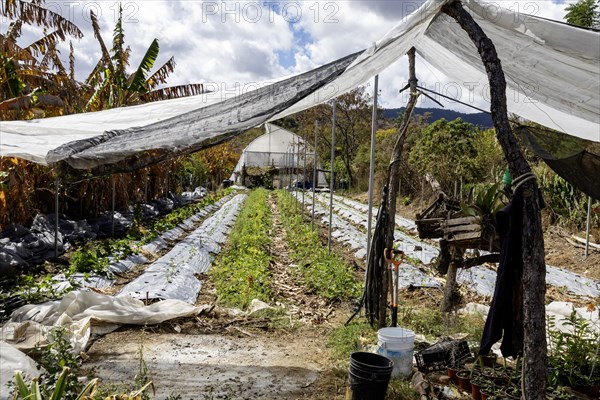 San Pablo Huitzo, Oaxaca, Mexico, Farmers are part of a cooperative that uses agroecological