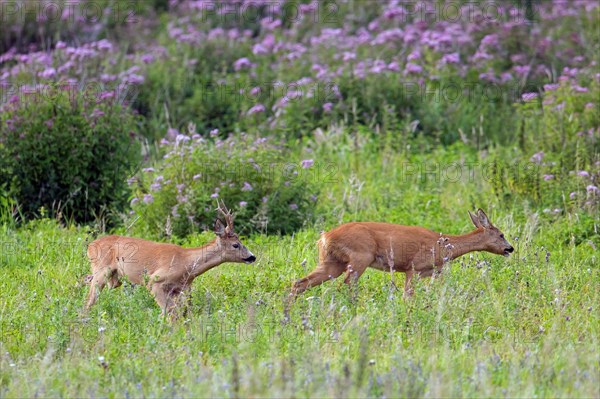 European roe deer (Capreolus capreolus) buck chasing doe in heat before mating in meadow during the