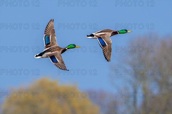 Two male mallards, wild ducks (Anas platyrhynchos), drakes in breeding plumage flying over tree