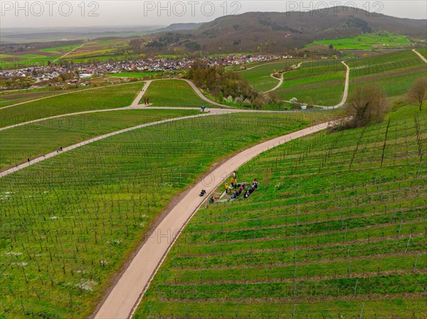 Aerial view of a winding road with people and bicycles between green vineyards on a cloudy day,