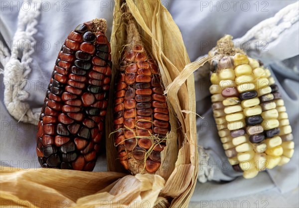 San Pablo Huitzo, Oaxaca, Mexico, Farmers are part of a cooperative that uses agroecological