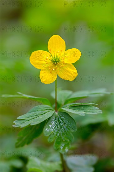 Yellow wood anemone, buttercup anemone (Anemone ranunculoides, Anemanthus ranunculoides) in flower
