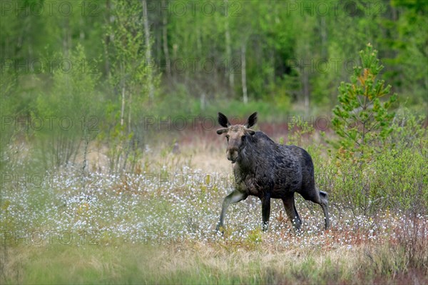 Moulting moose, elk (Alces alces) young bull with antlers covered in velvet foraging in swamp,