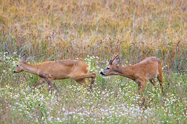 European roe deer (Capreolus capreolus) buck chasing doe in heat before mating in wheat field