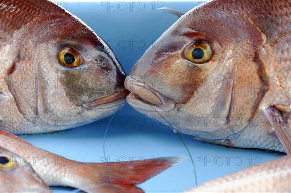 Various Mediterranean fish, fish market at the old harbour, Vieux Port, Marseille, close-up of two