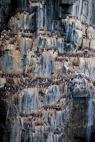 Thick-billed murres, Bruennich's guillemots (Uria lomvia) nesting on rock ledges in sea cliff at