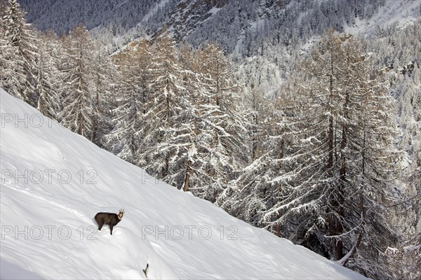 Alpine chamois (Rupicapra rupicapra) solitary male in dark winter coat in deep snow on mountain