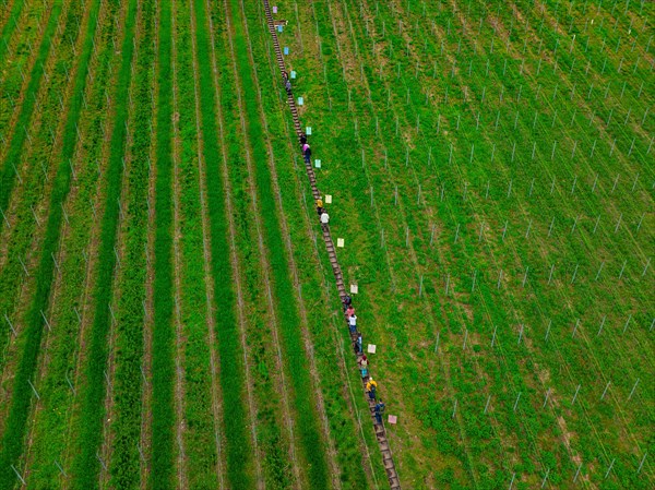 Aerial view of a long line of people stretching through the rows of a vineyard, Jesus Grace Chruch,