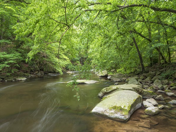 The River Bode with rapids and boulders in the Bode Valley between Thale and Treseburg, Harz