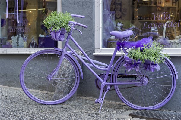 Purple bicycle, plant pots with lavender (Lavandula vera) in front of a shop in the historic city