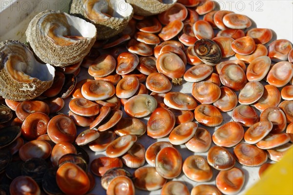 Seafood sale at the harbour, Marseille, Fresh open mussels with brown shells, offered at a market,