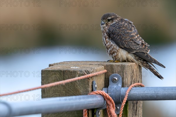 Eurasian merlin (Falco columbarius aesalon) female perched on wooden fence post along farmland in