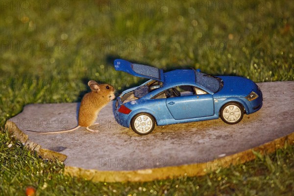 Wood mouse holding food in hands next to blue model car Audi TT with open boot standing on stone