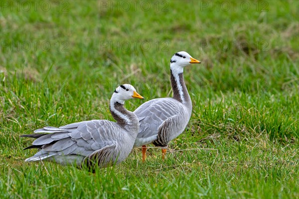 Bar-headed goose (Anser indicus) couple foraging in grassland, exotic species native to Central