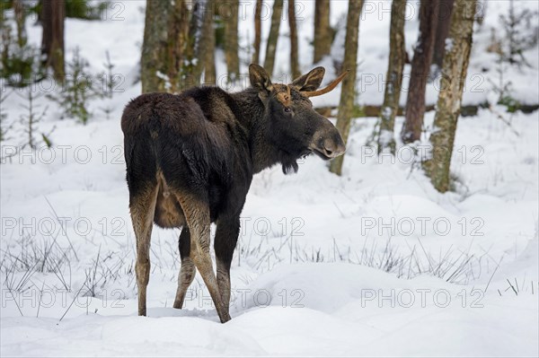 Moose, elk (Alces alces) young bull with small antlers foraging in coniferous forest in the snow in