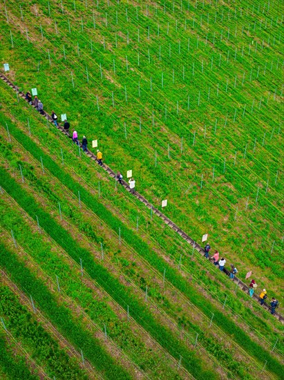 A queue of people walks along a well-tended vineyard, Jesus Grace Chruch, Weitblickweg, Easter