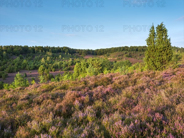 Typical heath landscape in the Totengrund near Wilsede with juniper and flowering heather,