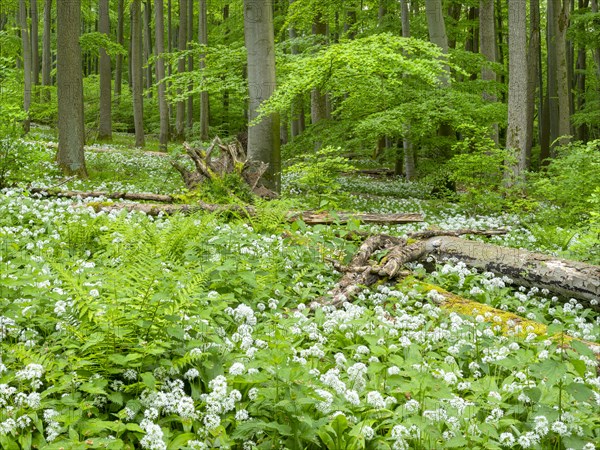 Ramson (Allium ursinum) in the beech forest, Hainich National Park, Bad Langensalza, Thuringia,