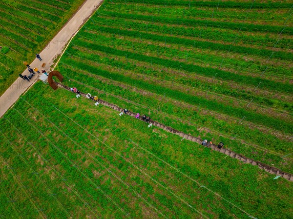 Aerial view of people hiking to a round viewpoint in a vineyard, Jesus Grace Chruch, Weitblickweg,