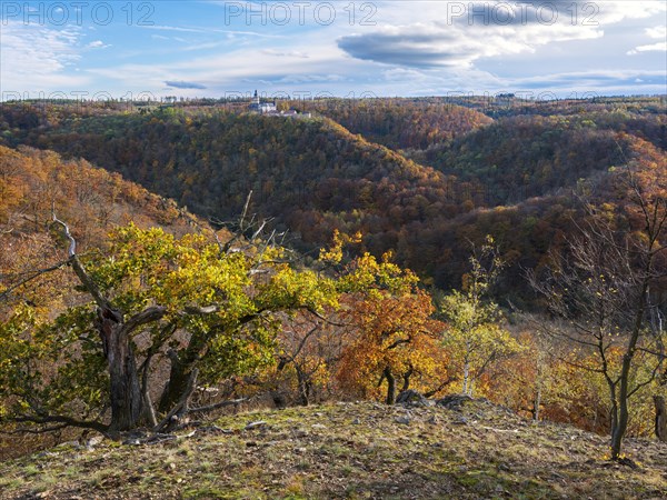 View over autumnal forests in the Selke valley, behind Falkenstein Castle, Harz Mountains,