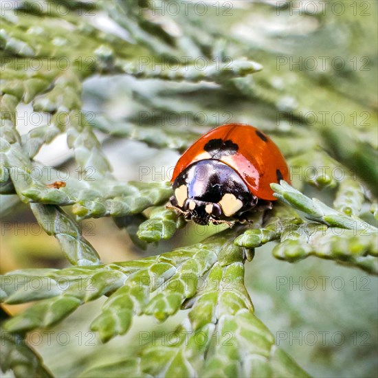 Extreme close-up of lucky charm Symbol of good luck Spring messenger seven-spott ladybird