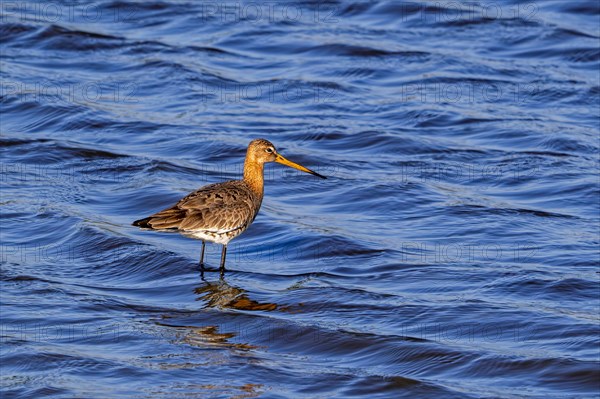 Black-tailed godwit (Limosa limosa) in breeding plumage foraging in shallow water in wetland in