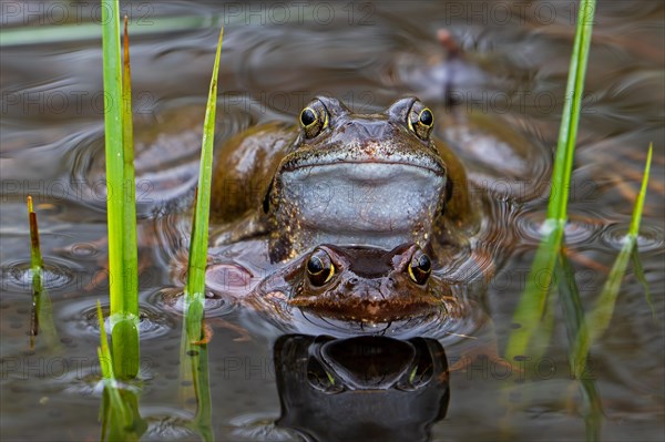 European common frog pair, brown frogs, grass frog (Rana temporaria) male and female in amplexus in