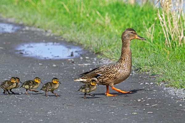 Mallard, wild duck (Anas platyrhynchos) female walking and leading ducklings over path to pond in