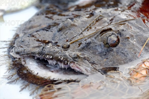 Fish sale at the harbour, Marseille, scorpionfish (Scorpaena canariensis) Macro shot of a spiny sea