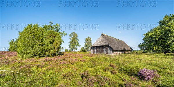 Typical heath landscape with old sheepfold, juniper and flowering heather, Lueneburg Heath, Lower