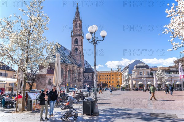 Magnolias in bloom on Piazza Walther with cathedral parish church, Bolzano, Adige Valley, South