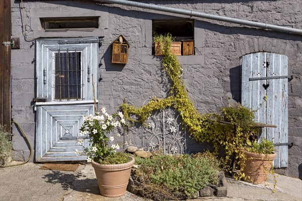 Old farmhouse, facade, decorated, flower pots, dipladenia (Mandevilla boliviensis), knotweed