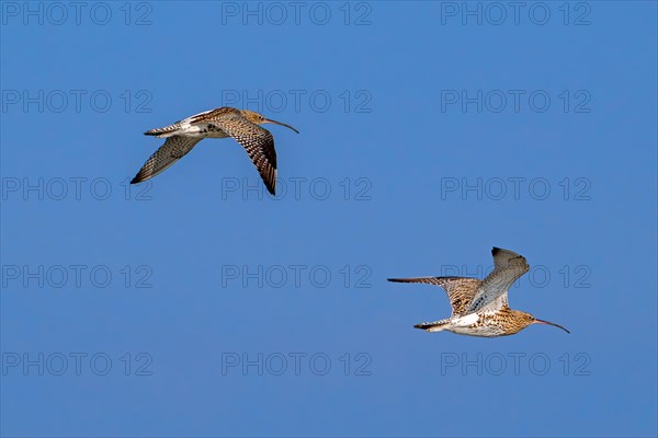 Two migrating Eurasian curlews, common curlews (Numenius Arquata, Scolopax arquata) in flight