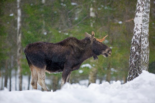 Moose, elk (Alces alces) young bull with small antlers foraging in coniferous forest in the snow in