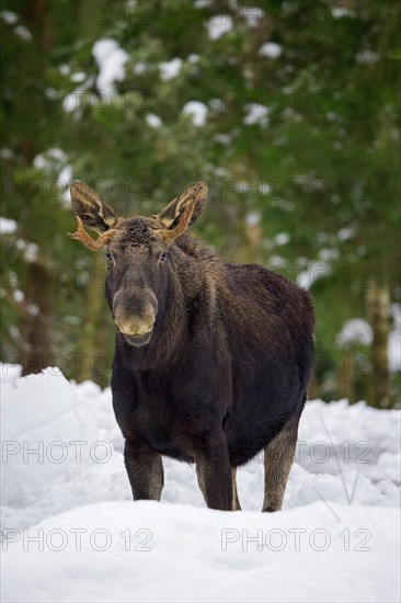 Moose, elk (Alces alces) young bull with small antlers foraging in coniferous forest in the snow in