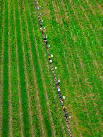 People walking on a path between green agricultural fields near a forest, Jesus Grace Chruch,