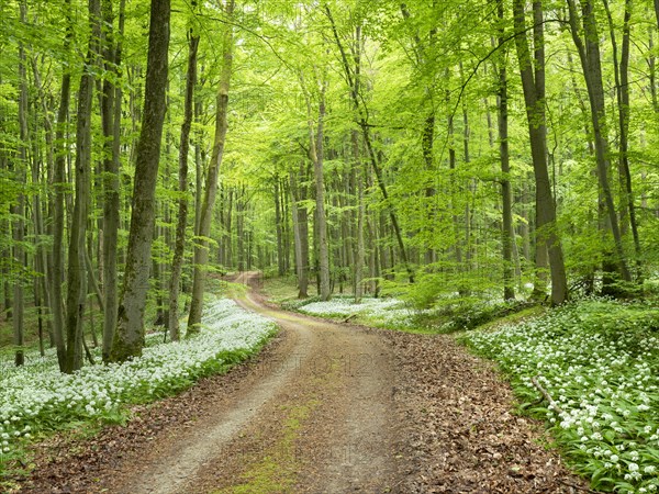 Hiking trail through the ramson (Allium ursinum) in the beech forest, Hainich National Park, Bad