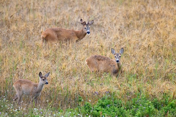 European roe deer (Capreolus capreolus) doe, fawn and buck with deformed antler during the rut in