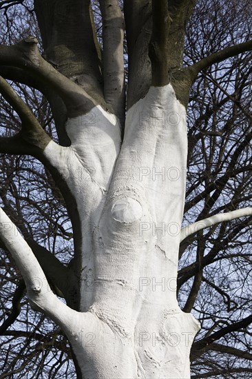 Tree with white colour as protection against extreme temperature fluctuations caused by solar