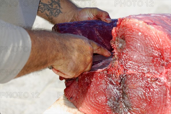 Fish sale at the harbour, Marseille, A person prepares a large fish for processing, Marseille,