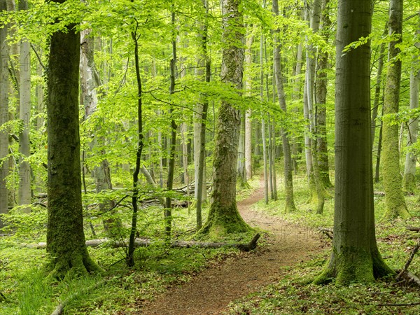 Hiking trail through beech forest, Hainich National Park, Bad Langensalza, Thuringia, Germany,