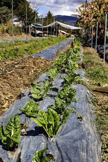 San Pablo Huitzo, Oaxaca, Mexico, Farmers are part of a cooperative that uses agroecological
